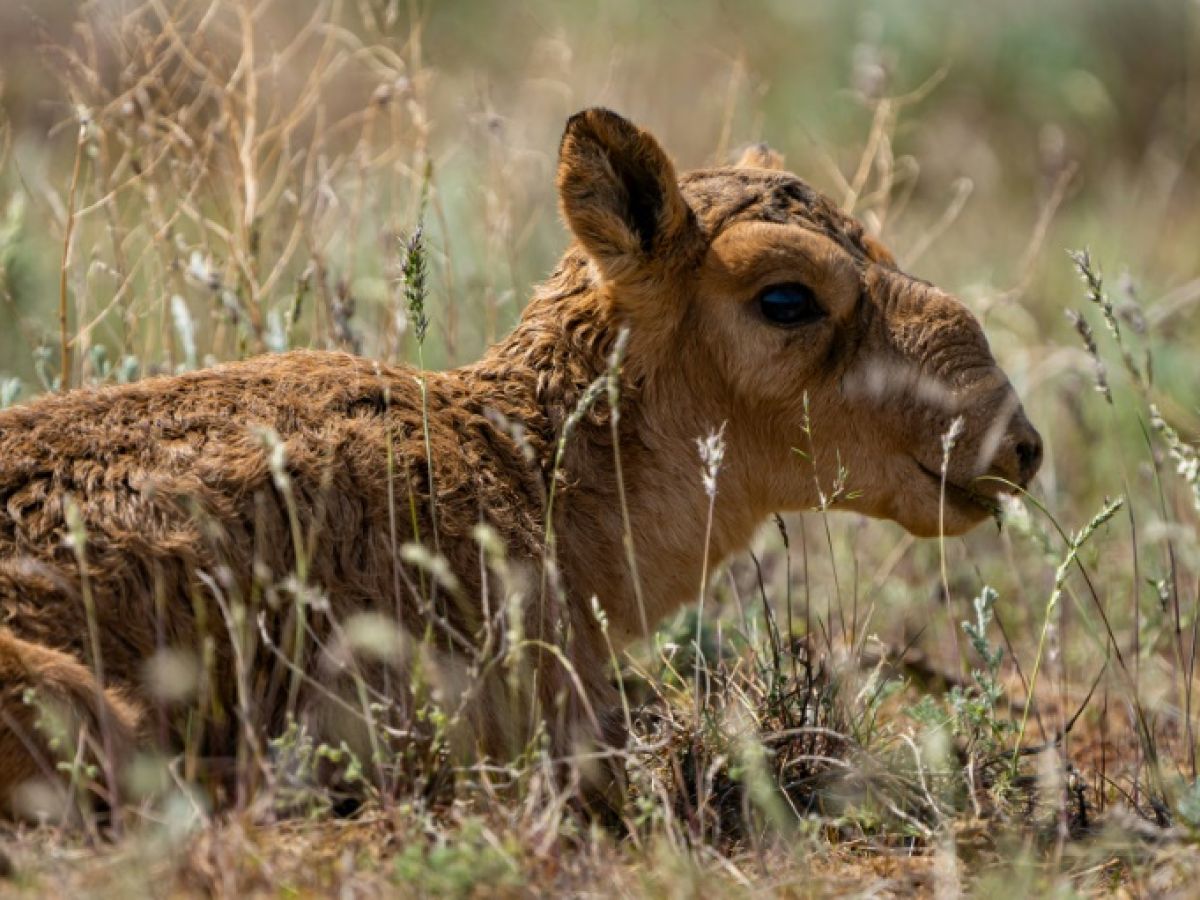 Saïga allongé herbe