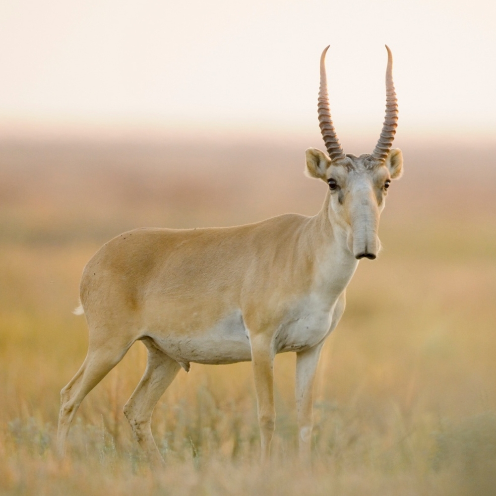 image saiga