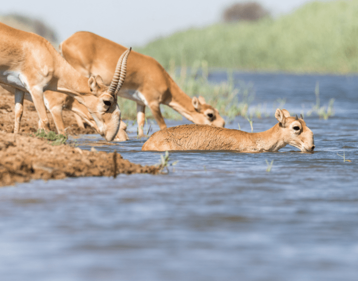 saïgas traversant l'eau