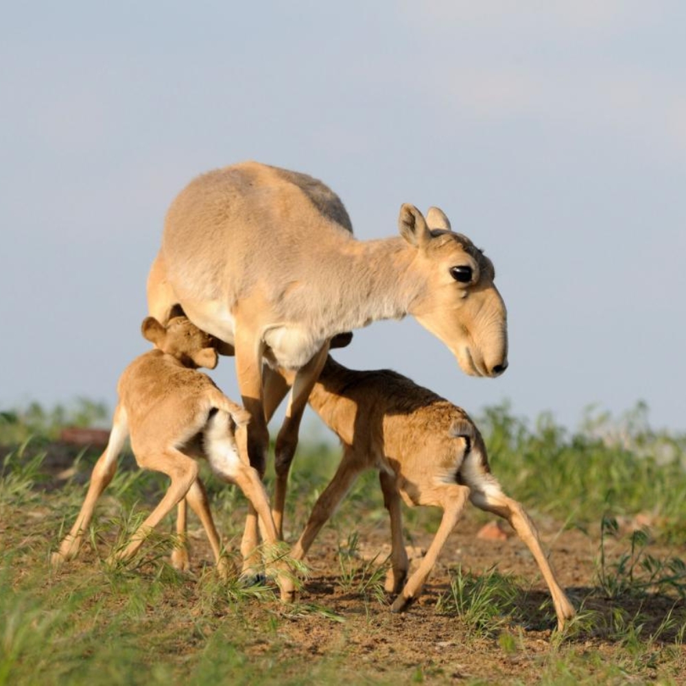 saiga avec petits